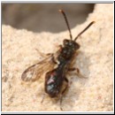 Nomada furva sheppardana - Wespenbiene 05 5mm.jpg